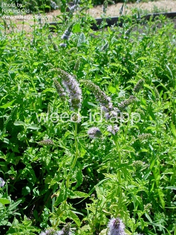spearmint